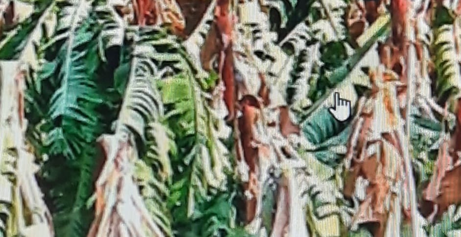 அந்தியூர், அத்தாணி பகுதிகளில் வீசிய சூறாவளியால் சுமார் 3 கோடி மதிப்பிலான வாழைமரங்கள், கூரைவீடுகள்  சேதம்