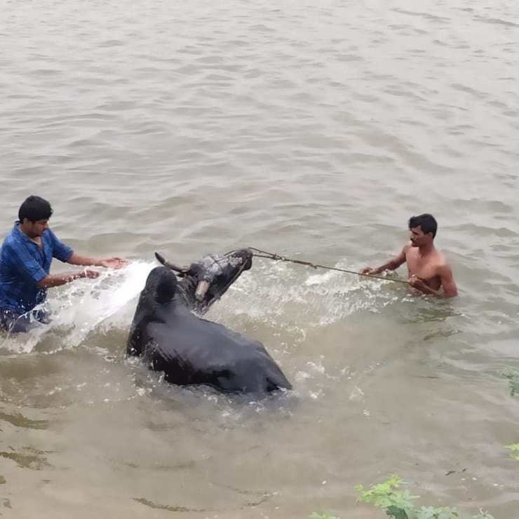 தைப்பொங்கல்:அவனியாபுரம் ஜல்லிக்கட்டு போட்டி களத்திற்கு தயாராகும் காளைகள்