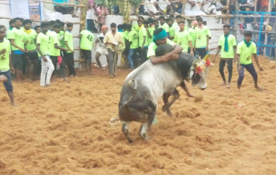 புதுக்கோட்டை அருகே ஜல்லிக்கட்டு: காளைகள் முட்டியதில் 10 பேர் காயம்