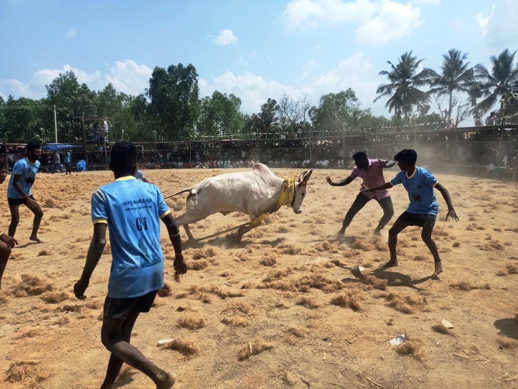 ஆலங்குடி அருகே வடமாடு மஞ்சுவிரட்டு: 8 பேர் காயம்.