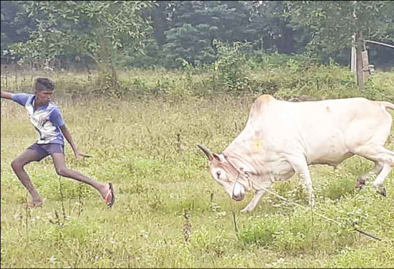 புதுக்கோட்டை அருகே காரையூர் பகுதியில் ஜல்லிக்கட்டு காளைகளுக்கு தீவிர பயிற்சி