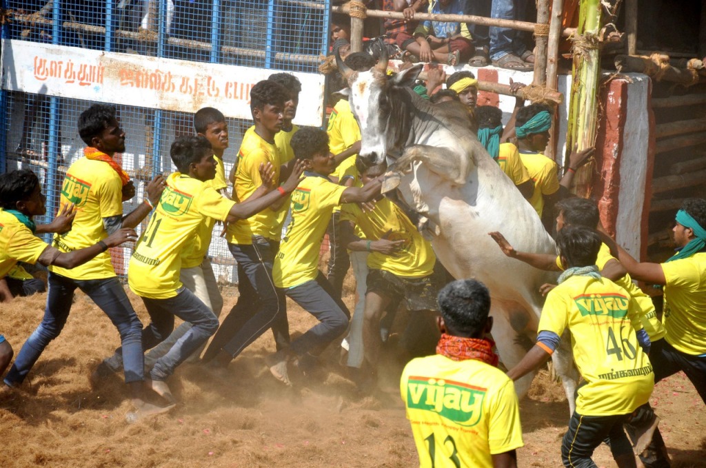 ஆலங்குடி அருகே ஜல்லிக்கட்டு:10 பேர் காயம்.