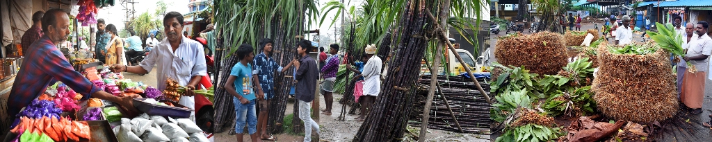 பொங்கல் பண்டிகைக்காக… புதுக்கோட்டையில்  கரும்பு - மஞ்சள் கொத்து விற்பனை தீவிரம்..