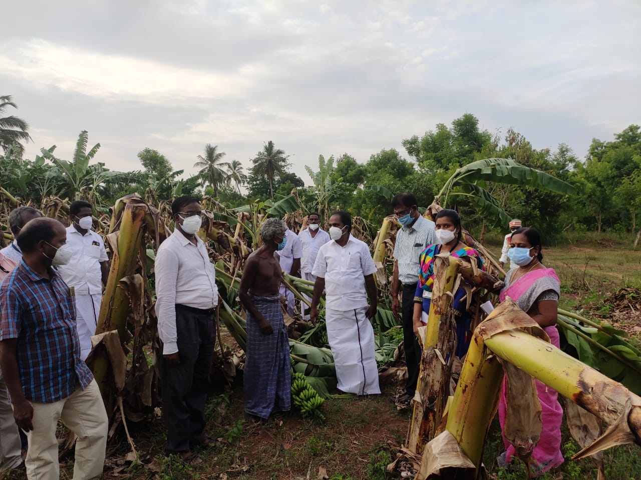 சூறைக்காற்றால் வாழைகள் சேதம்: அமைச்சர் சிவ.வீ.மெய்யநாதன் ஆய்வு.